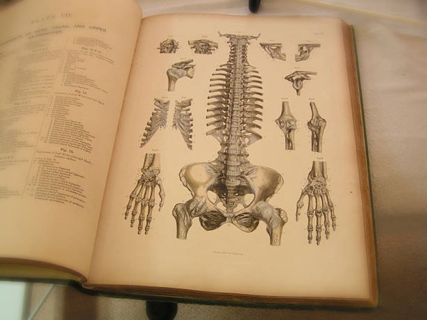 BISE Sargodha 2019 Biology Past Paper for Class 11