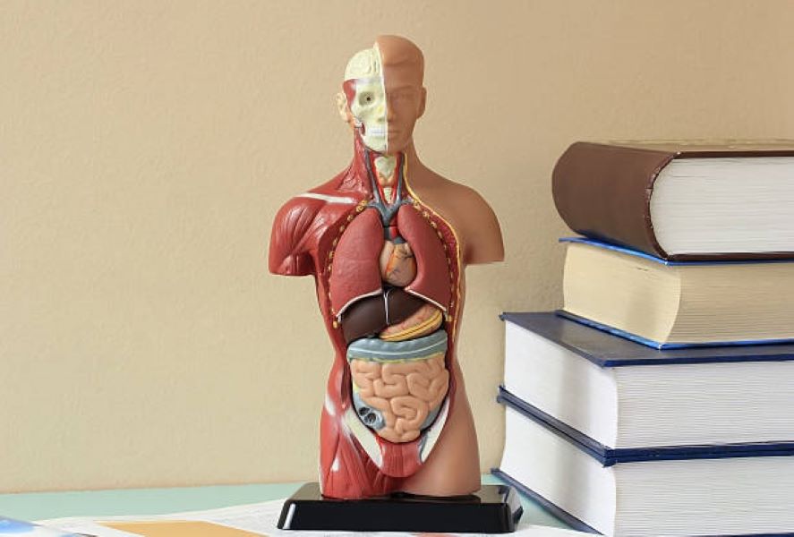 Class 10 Biology 2018 Evening Past Paper BISE Dera Ghazi Khan